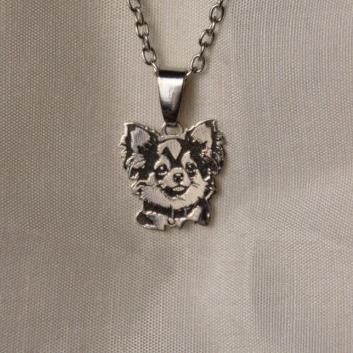 Chihuahua pelo lungo