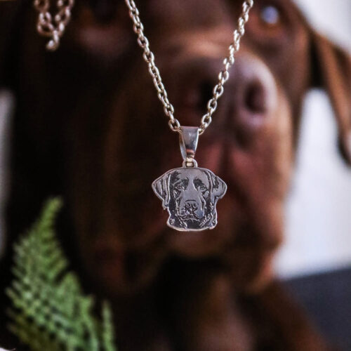 Labrador cioccolato